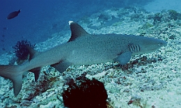 Sipadan_2015_Requin corail ou Aileron blanc du lagon_Triaenodon obesus_IMG_2067_rc